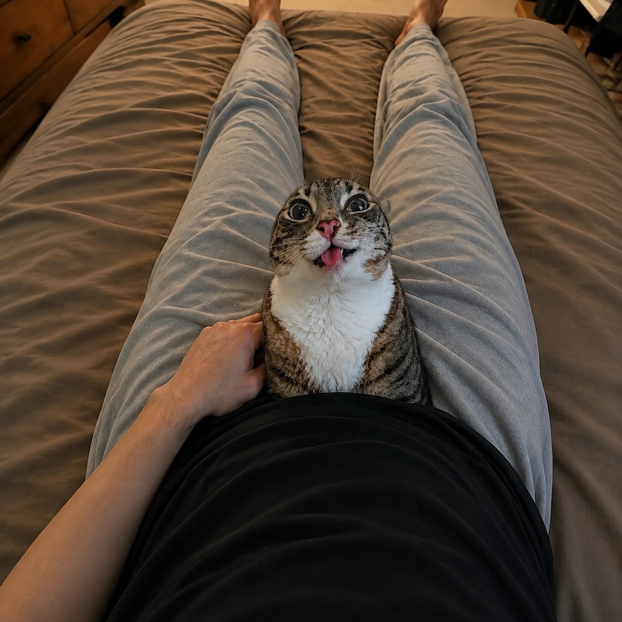 Another cat sitting on somebody's legs