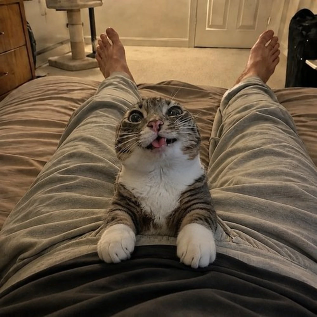 A cat sitting on somebody's legs